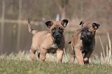 MALINOIS 1021